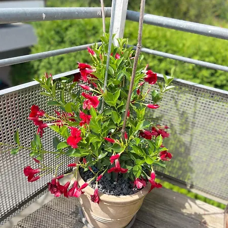 Apartman Dream Flat Near The Fair - In Bei Der Messe *